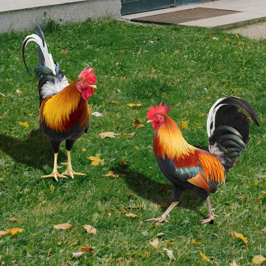 2PCS Decorative Garden Chicken Statue Ornamental Decoration of Yard and Garden Acrylic for Garden Patio Backyard Decoration